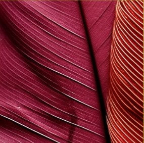 Prise macro d'une feuille d'arbre de couleur pourpre avec des textures de lignes.