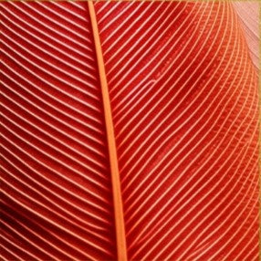 Prise macro d'une feuille d'arbre de couleur orangée avec des textures de lignes.